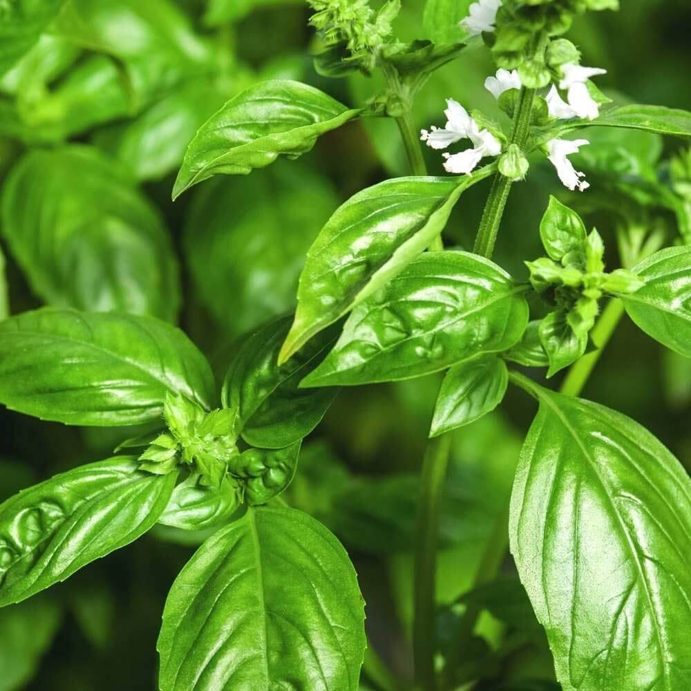 Tuscany Basil Seeds - Herbal Plant