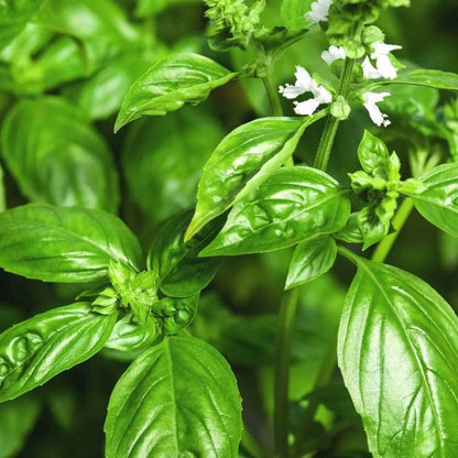 Tuscany Basil Seeds - Herbal Plant