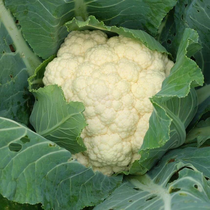 Twister Cauliflower Seeds - Heirloom Vegetable Plant for Home Gardens