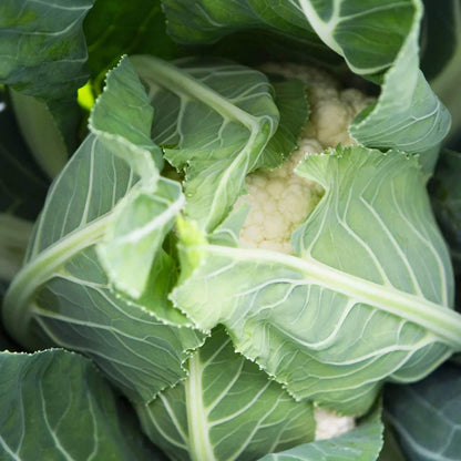Twister Cauliflower Seeds - Heirloom Vegetable Plant for Home Gardens