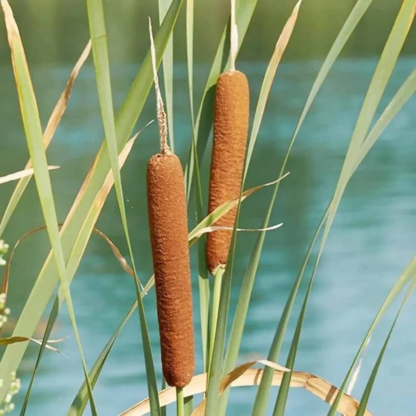 Typha latifolia seeds