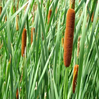 Typha latifolia seeds