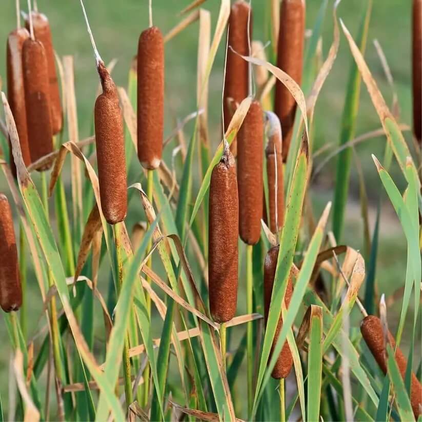 Typha latifolia seeds