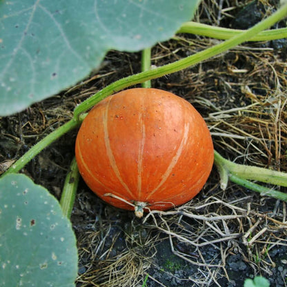 Uchiki Kuri Pumpkin Seeds