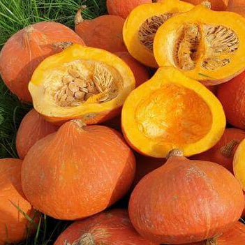 Uchiki Kuri Pumpkin Seeds