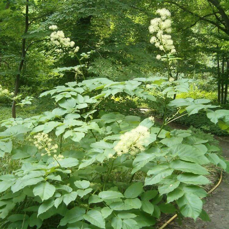 Udo Seeds for Planting 