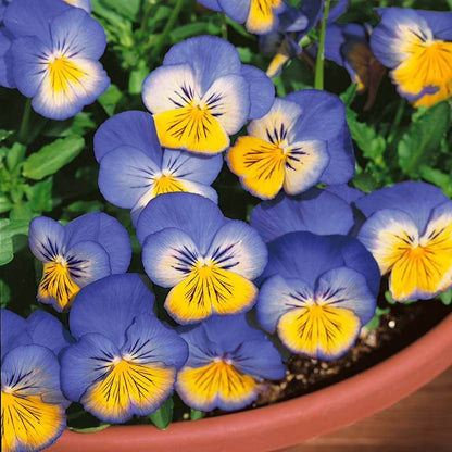 Ultima Pansy Seeds