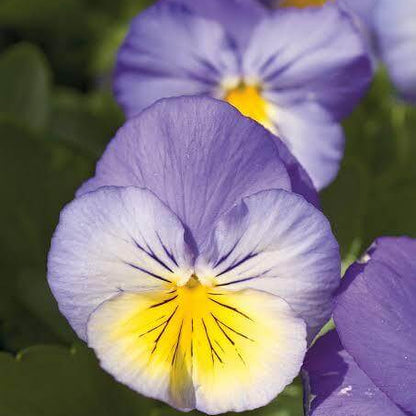 Ultima Pansy Seeds