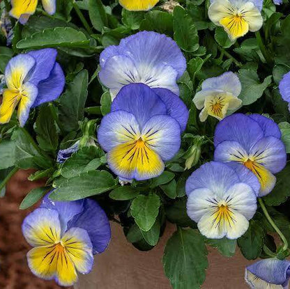 Ultima Pansy Seeds