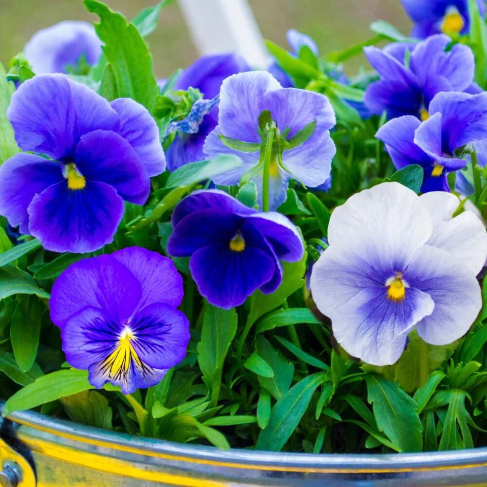 Ultima Pansy Seeds