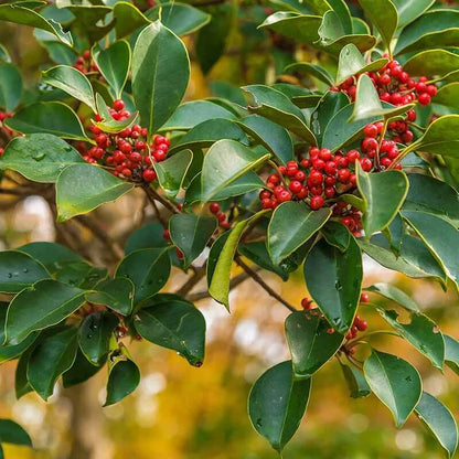Upright Yaupon Holly Seeds