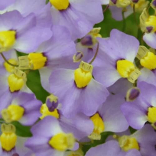 Utricularia Bisquamata Bladderwort Seeds 