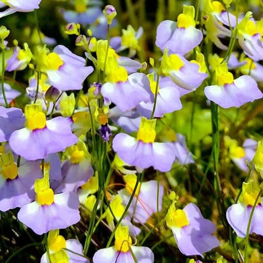 Utricularia Bisquamata Bladderwort Seeds 