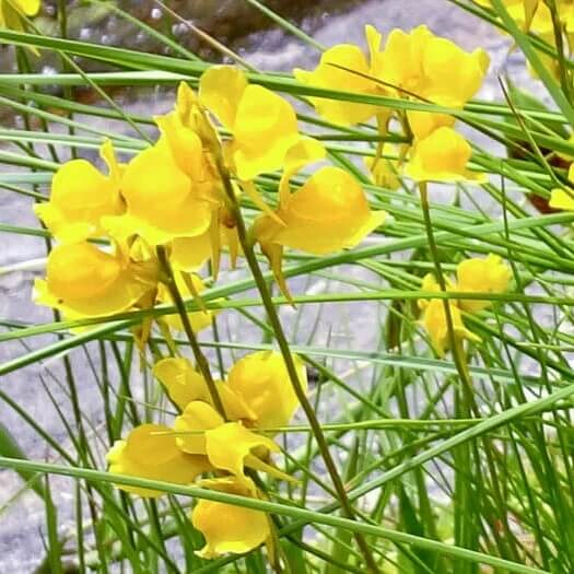 Utricularia Cornuta Horned Bladderwort Seeds