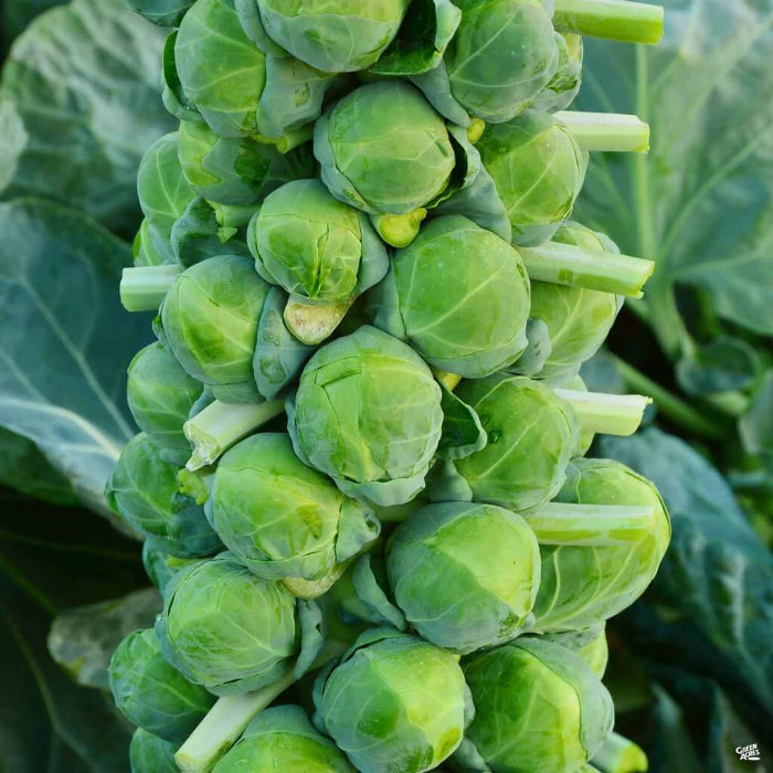 Jade Cross Brussel Sprout Seeds - Vegetable Plant