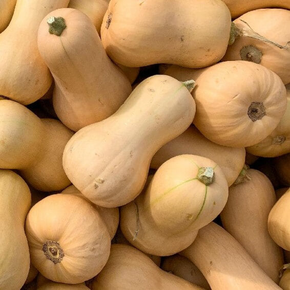 Butternut Squash Seeds - Vegetable Plant