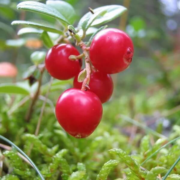 Vaccinium Vitis-idaea Seeds