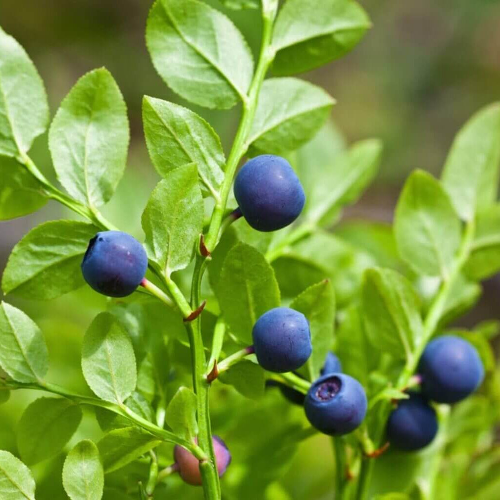 Vaccinium myrtillus Seeds