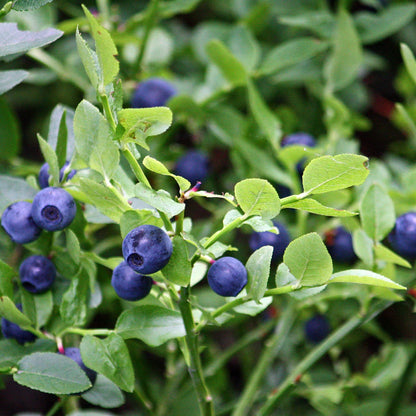 Vaccinium myrtillus Seeds