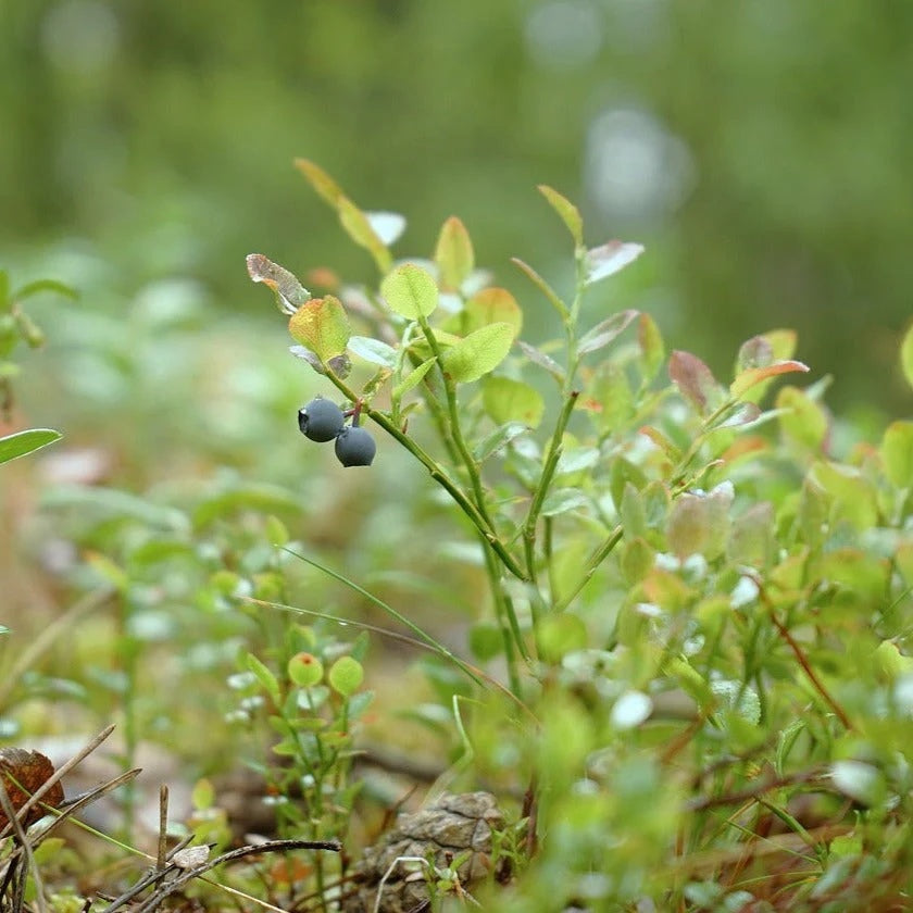 Vaccinium myrtillus Seeds
