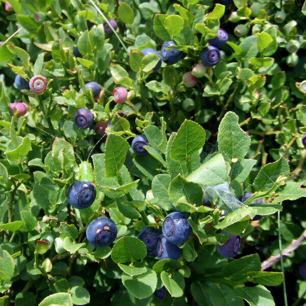 Vaccinium myrtillus Seeds