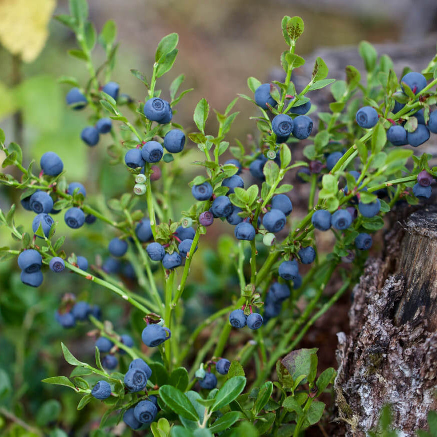 Vaccinium myrtillus Seeds