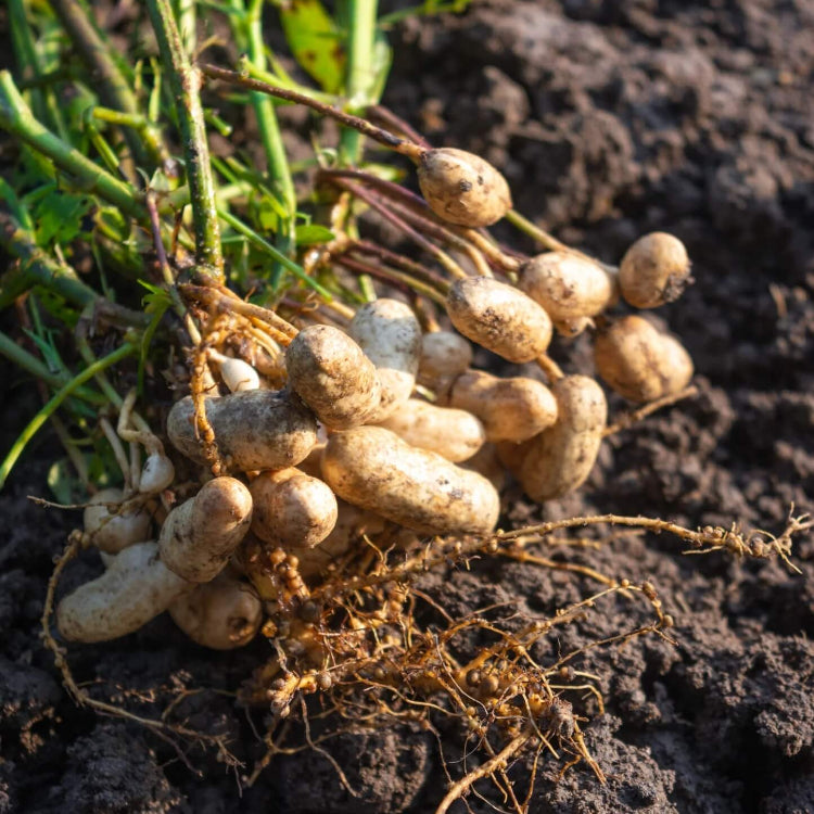 Valencia Peanut Seeds