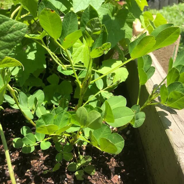 Valencia Peanut Seeds