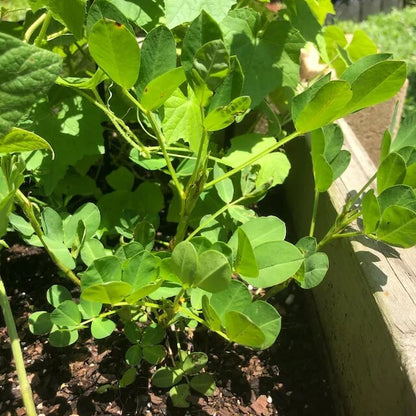 Valencia Peanut Seeds