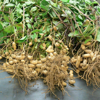 Valencia Peanut Seeds