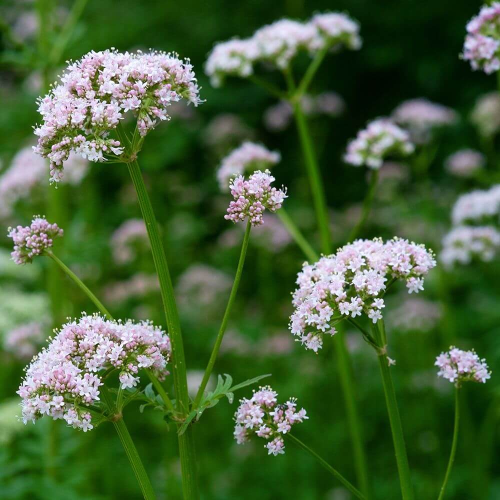 Valerian Seeds - Herbal Plant for Home Gardens