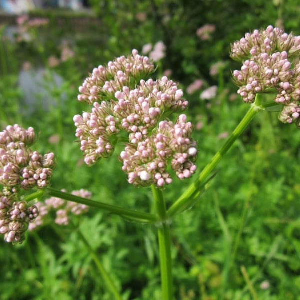 Valerian Seeds - Herbal Plant