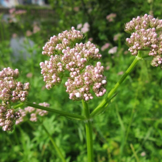 Valerian Seeds - Herbal Plant