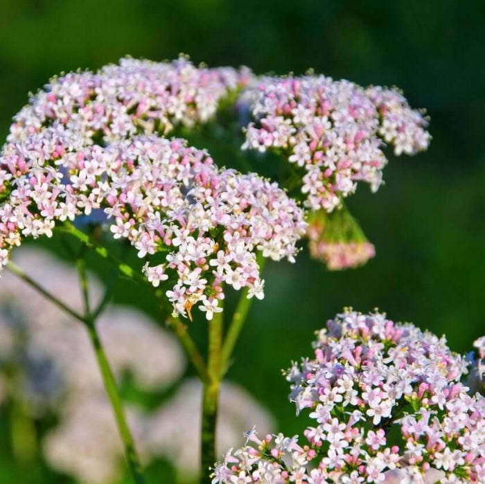 Valerian Seeds - Herbal Plant