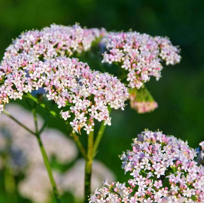 Valerian Seeds - Herbal Plant