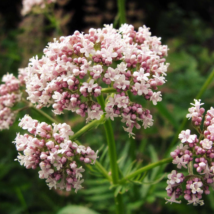 Valerian Seeds - Herbal Plant