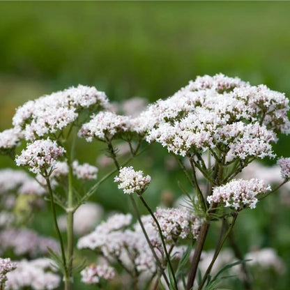 Valerian Seeds - Herbal Plant for Home Gardens