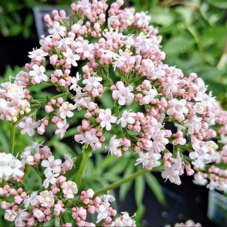 Valerian Seeds - Herbal Plant for Home Gardens