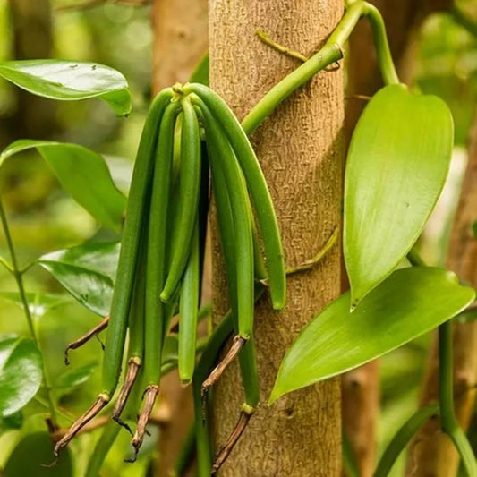 Vanilla Seeds - Herbal Plant for Home Gardens