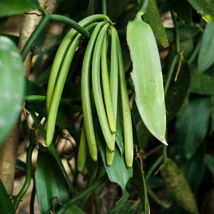 Vanilla Seeds - Herbal Plant for Home Gardens