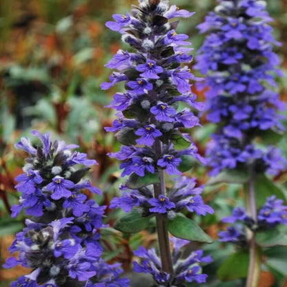 Variegated Ajuga Seeds
