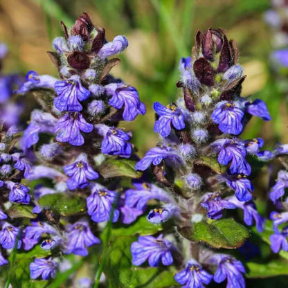 Variegated Ajuga Seeds