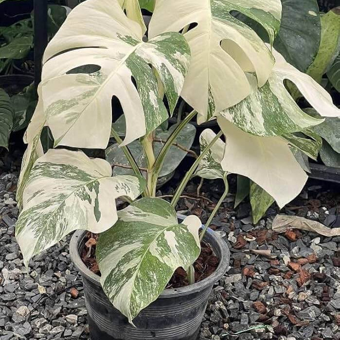 Variegated Albo Monstera Seeds 