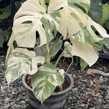Variegated Albo Monstera Seeds 