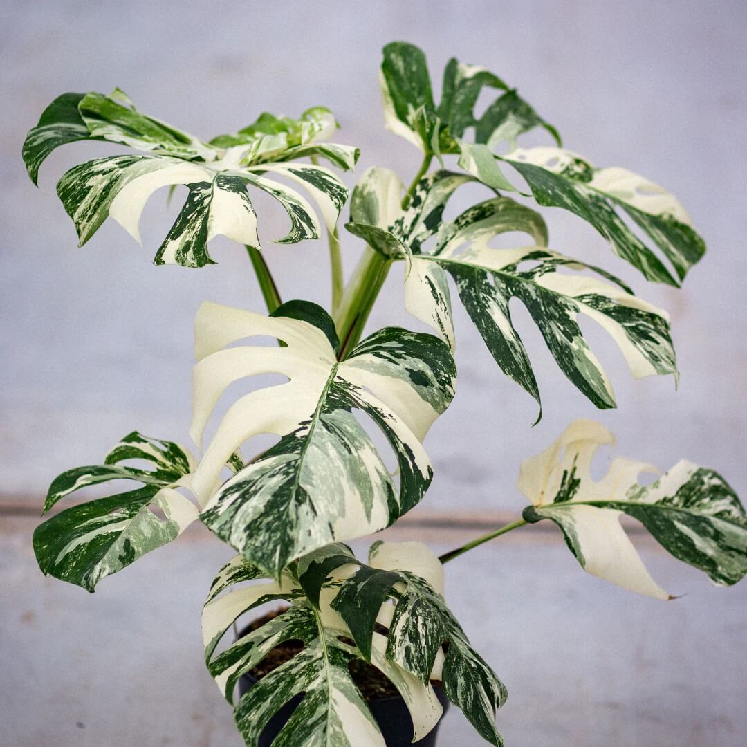 Variegated Albo Monstera Seeds 