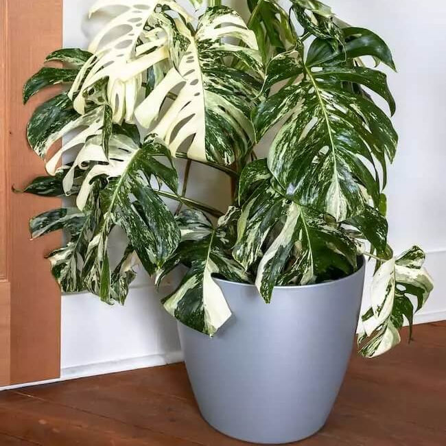 Variegated Albo Monstera Seeds 