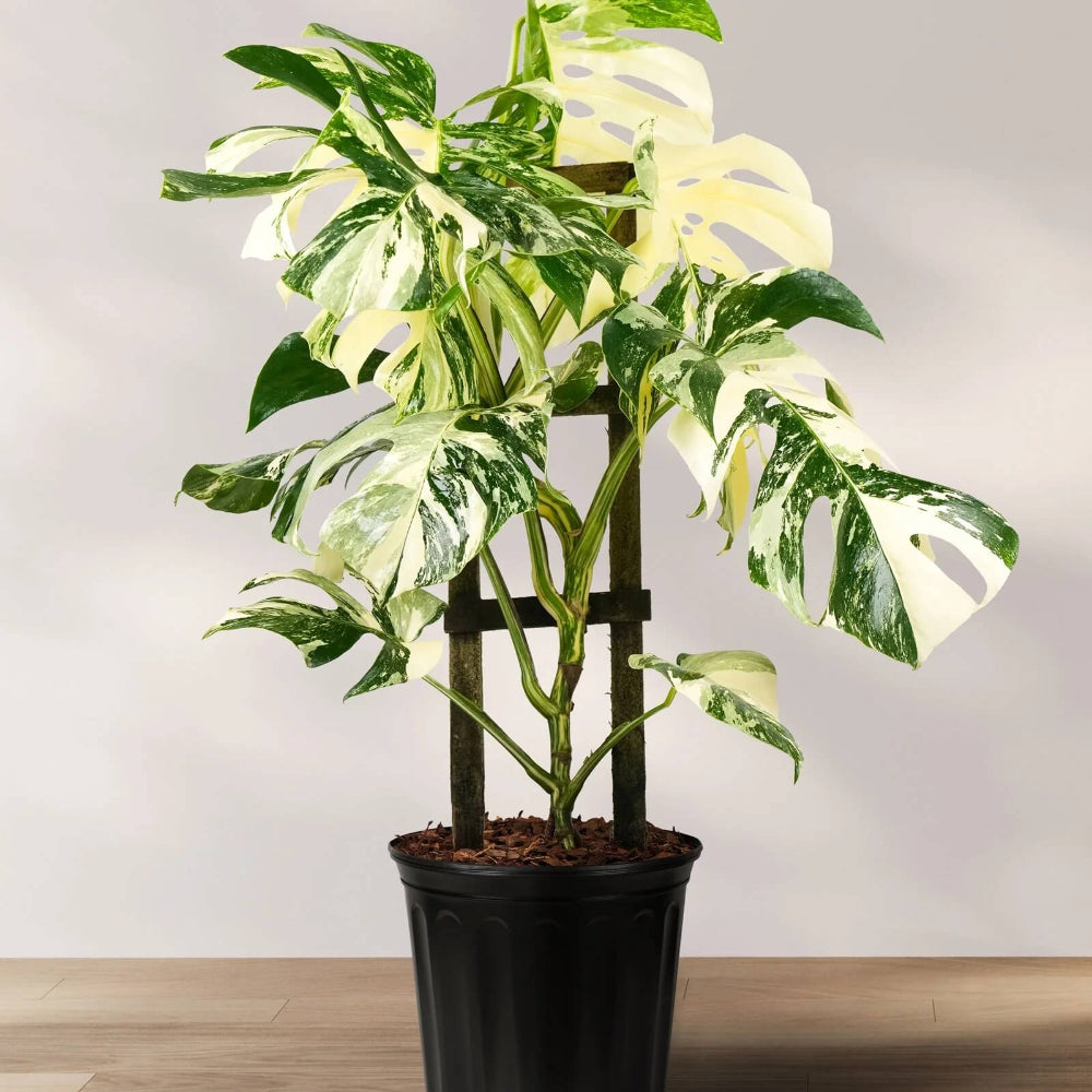 Variegated Albo Monstera Seeds 