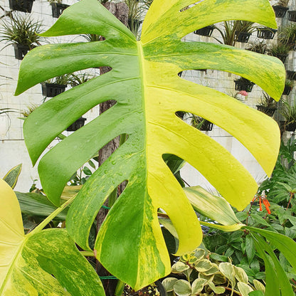 Variegated Aurea Monstera Seeds
