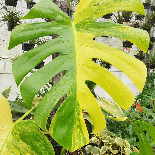 Variegated Aurea Monstera Seeds