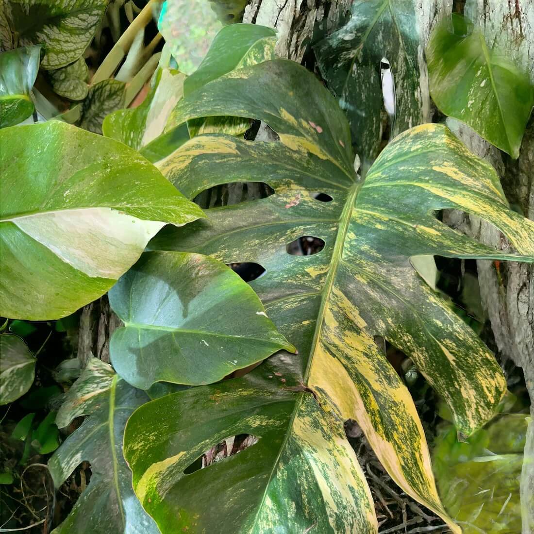 Variegated Aurea Monstera Seeds